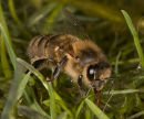 Thirsty Honey Bee